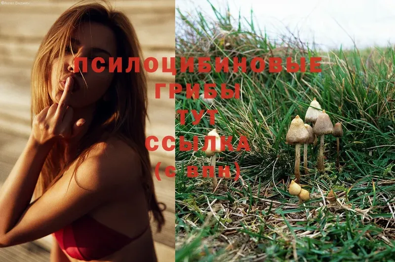 Галлюциногенные грибы Magic Shrooms  Кремёнки 